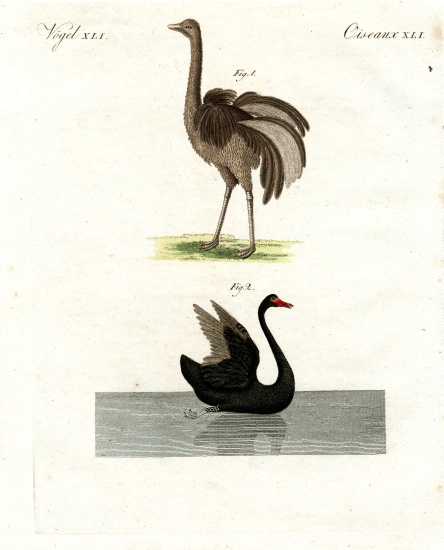 Rare birds od German School, (19th century)