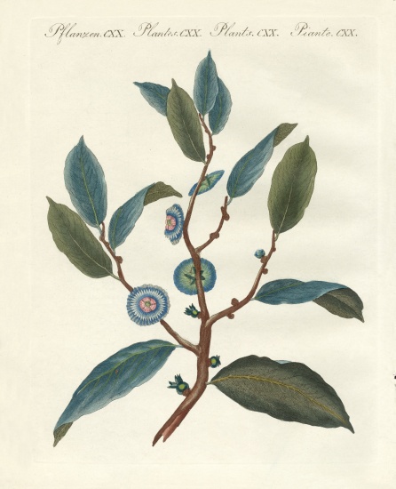 Rare ornamental plants od German School, (19th century)