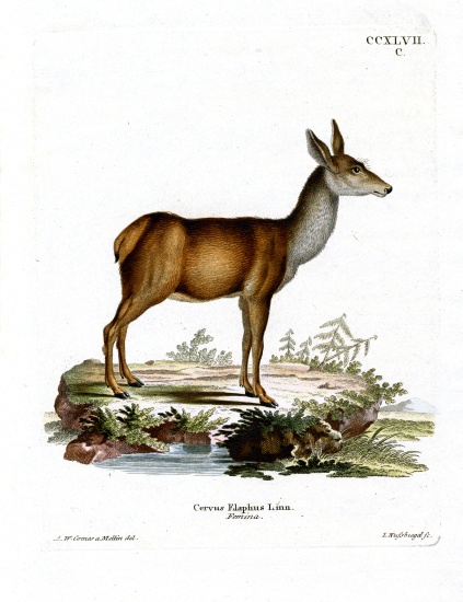 Red Deer od German School, (19th century)