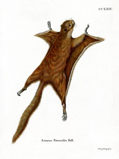 Red Giant Flying Squirrel od German School, (19th century)