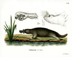 Red Platypus