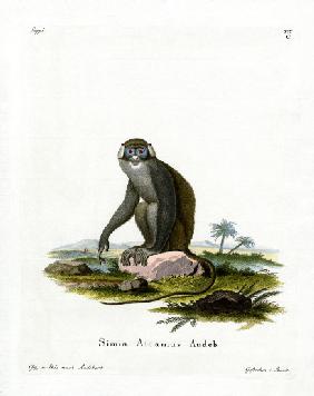 Red-tailed Monkey