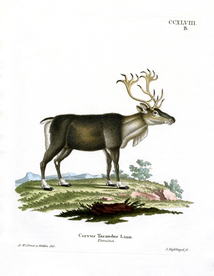 Reindeer od German School, (19th century)