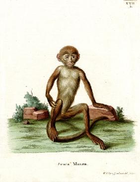 Rhesus Macaque