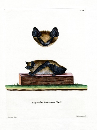 Serotine Bat od German School, (19th century)