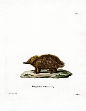 Short-beaked Echidna