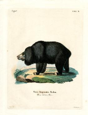 Sloth Bear