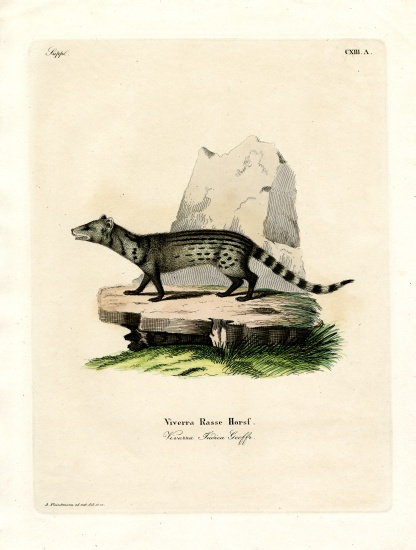 Small Indian Civet od German School, (19th century)
