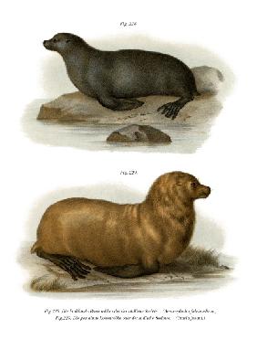 South American Fur Seal