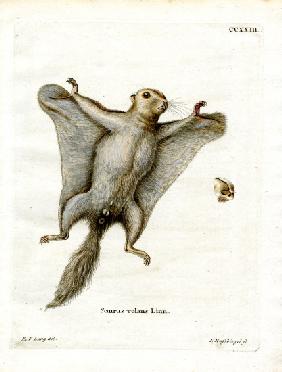 Southern Flying Squirrel