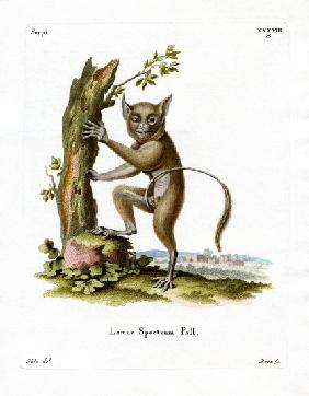 Spectral Tarsier