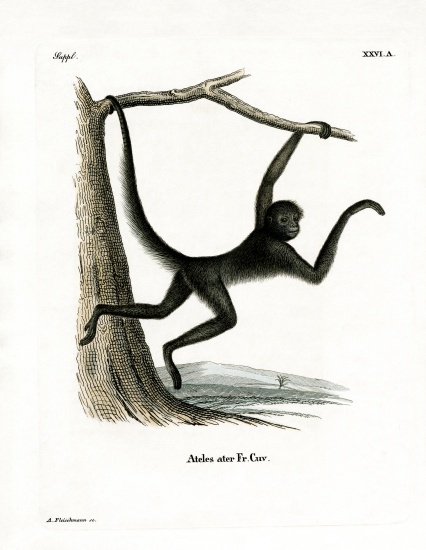 Spider Monkey od German School, (19th century)