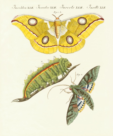 Splendid foreign butterflies od German School, (19th century)