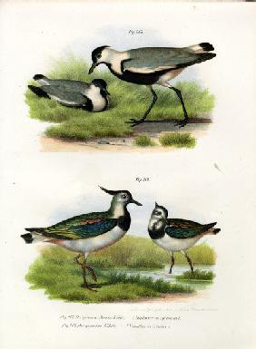 Spur-winged Lapwing