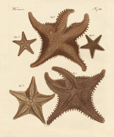Starfish od German School, (19th century)