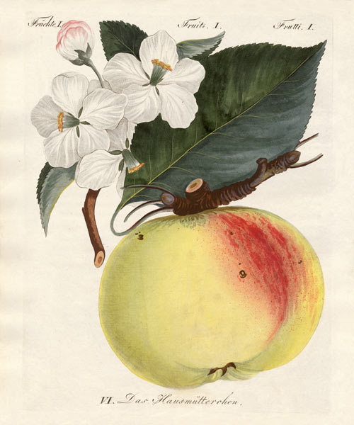 Strange fruits od German School, (19th century)