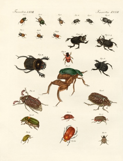 Strange beetles od German School, (19th century)