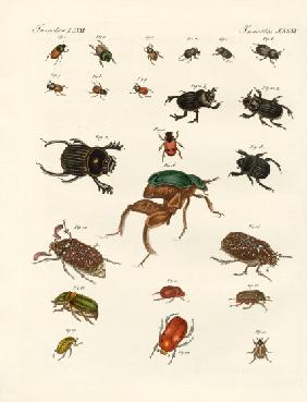 Strange beetles