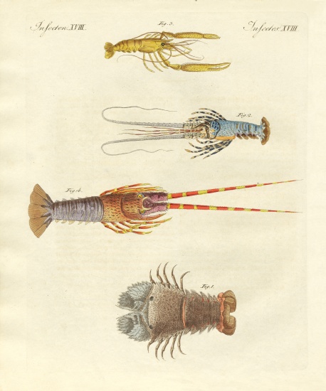 Strange crabs od German School, (19th century)