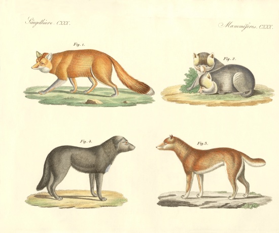 Strange dogs and foxes od German School, (19th century)