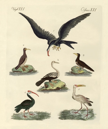 Strange marsh-birds and waterbirds od German School, (19th century)