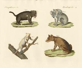 Strange marsupials