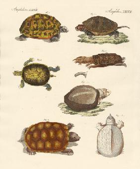 Strange turtles