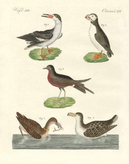 Strange waterbirds od German School, (19th century)