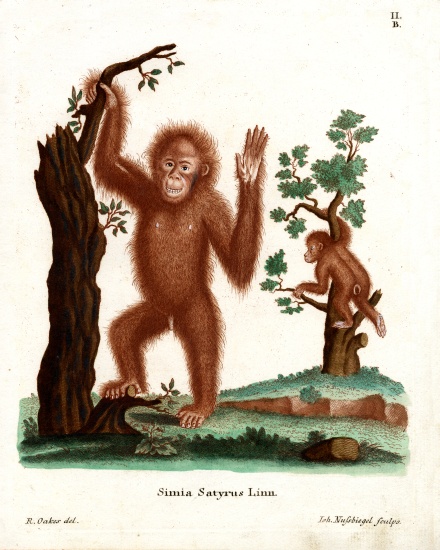 Sumatran Orang-Outang od German School, (19th century)
