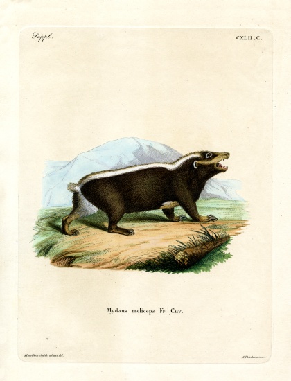 Sunda Stink Badger od German School, (19th century)
