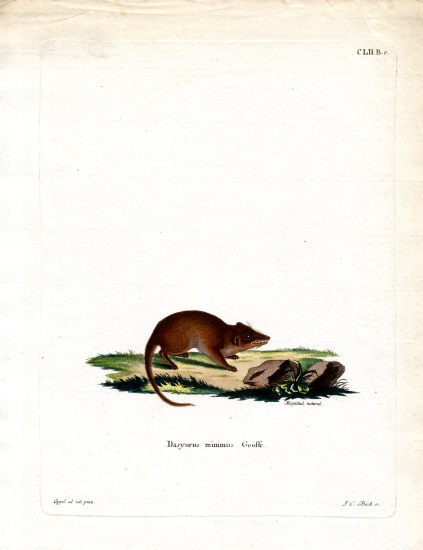 Swamp Antechinus od German School, (19th century)