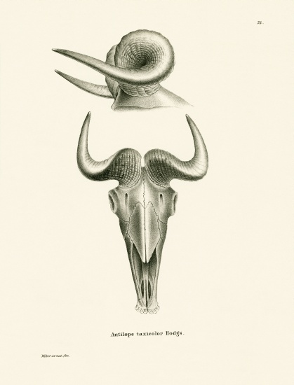 takin skull od German School, (19th century)