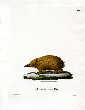 Tasmanian Short-beaked Echidna