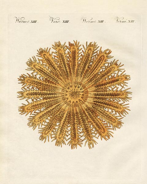 The see urchin-shaped starfish od German School, (19th century)