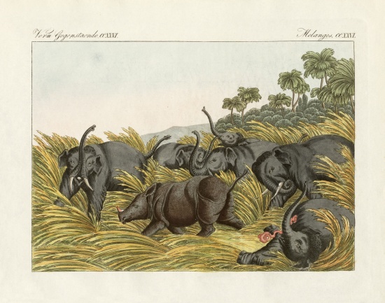 The fight of the rhinoceros with the elefants od German School, (19th century)