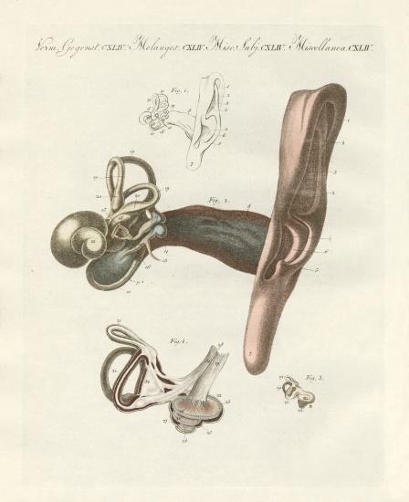 The hearing organ illustrated through the human ear od German School, (19th century)