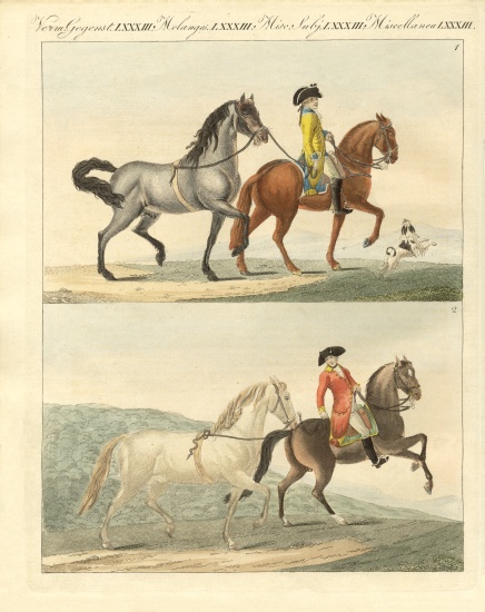 The horse with its different kinds od German School, (19th century)