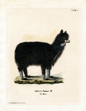 Alpaca