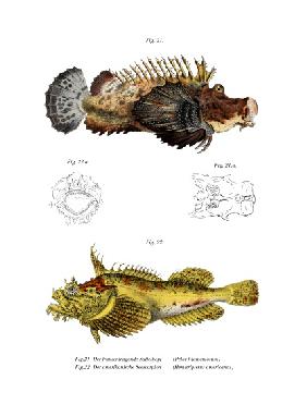 Two-stick Stingfish