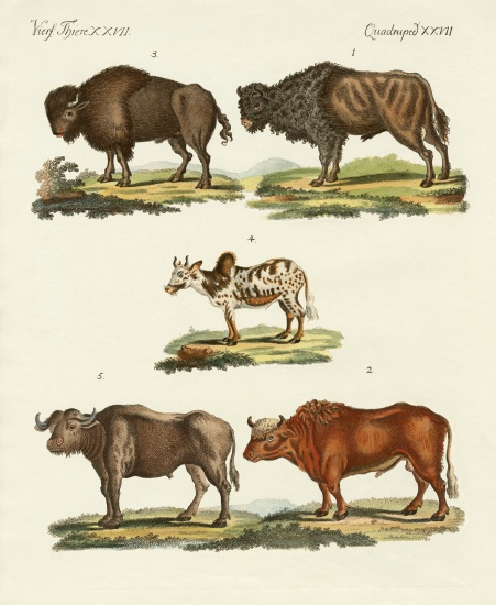 Various kinds of oxen od German School, (19th century)