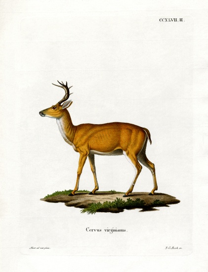 Virginian Deer od German School, (19th century)