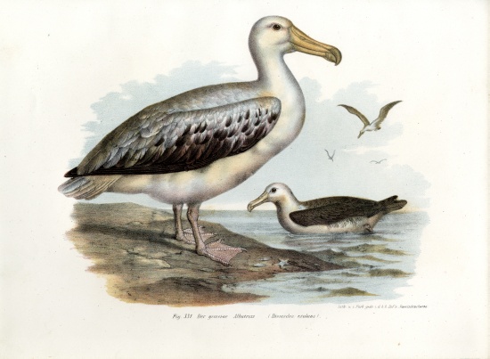 Wandering Albatross od German School, (19th century)