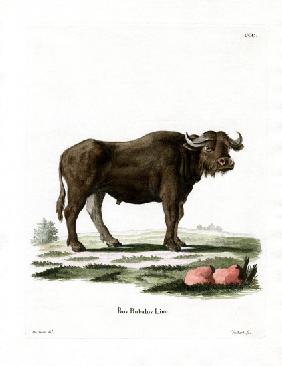 Water Buffalo