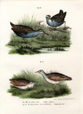 Water Rail