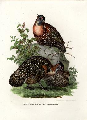 Western Tragopan