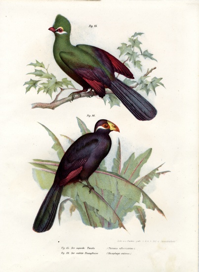White-crested Turaco od German School, (19th century)