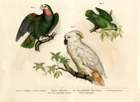 White-headed Parrot od German School, (19th century)