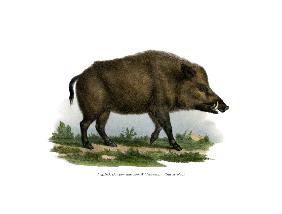 Wild Boar