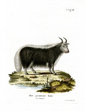 Yak