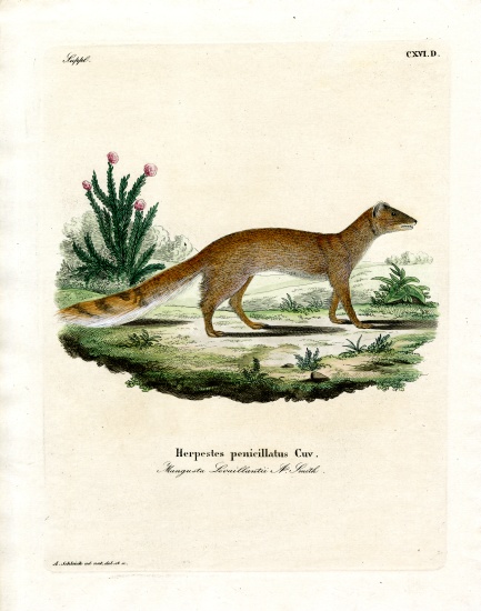 Yellow Mongoose od German School, (19th century)